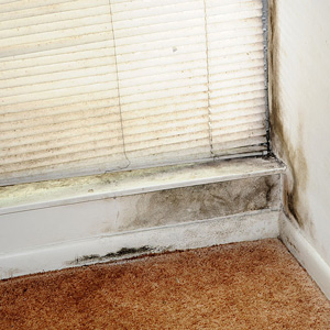 Mold by Window