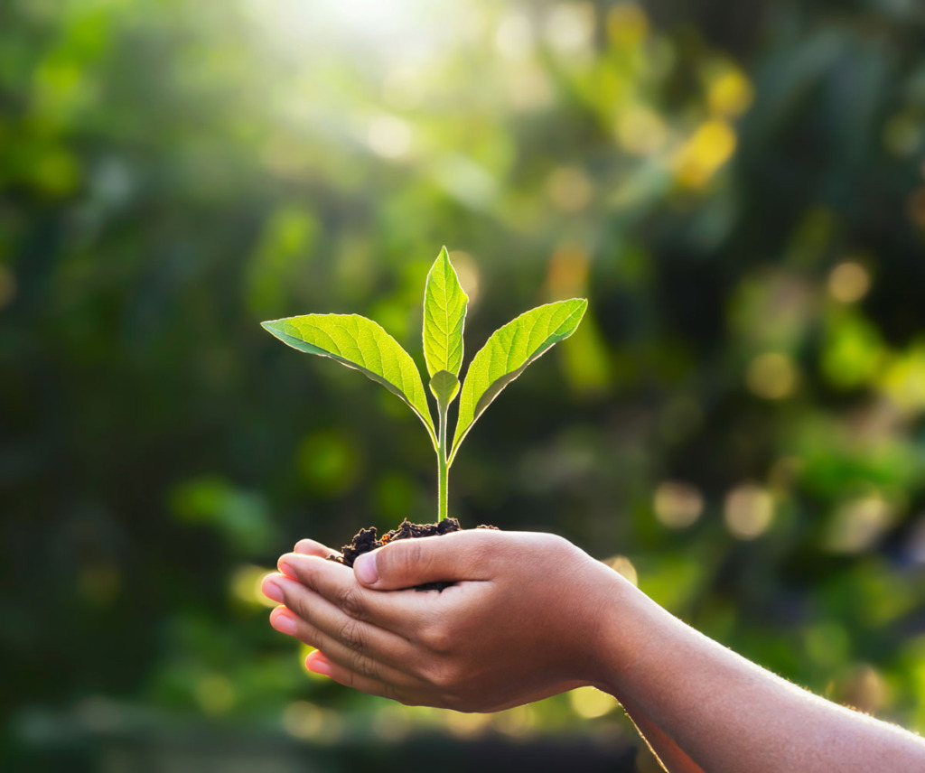 Child hands holding plant